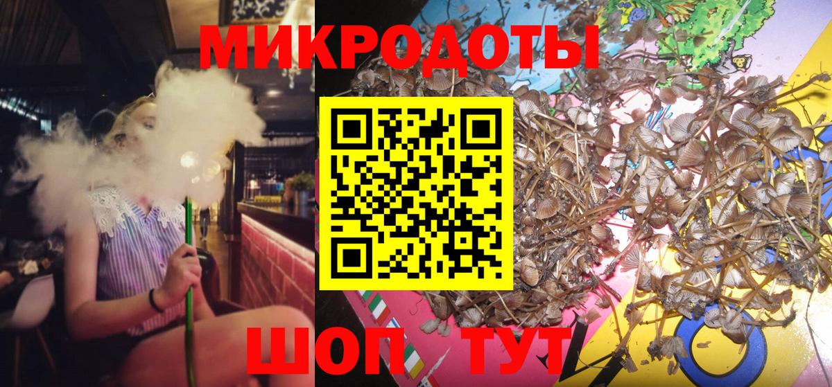 Галлюциногенные грибы Psilocybe Курчатов